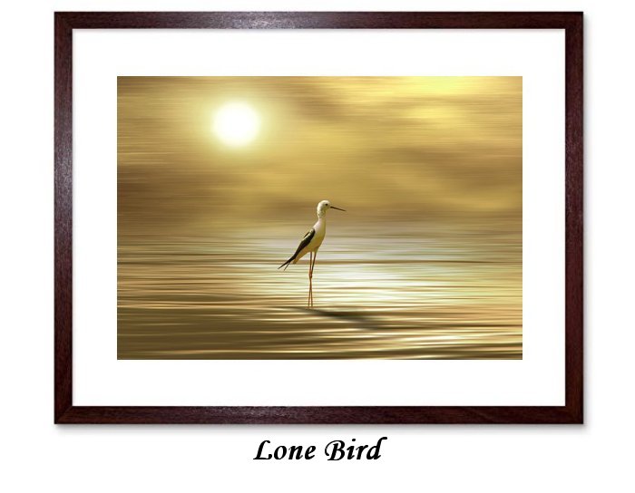 Lone Bird